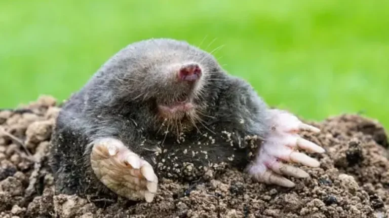 how to get rid of moles in your backyards