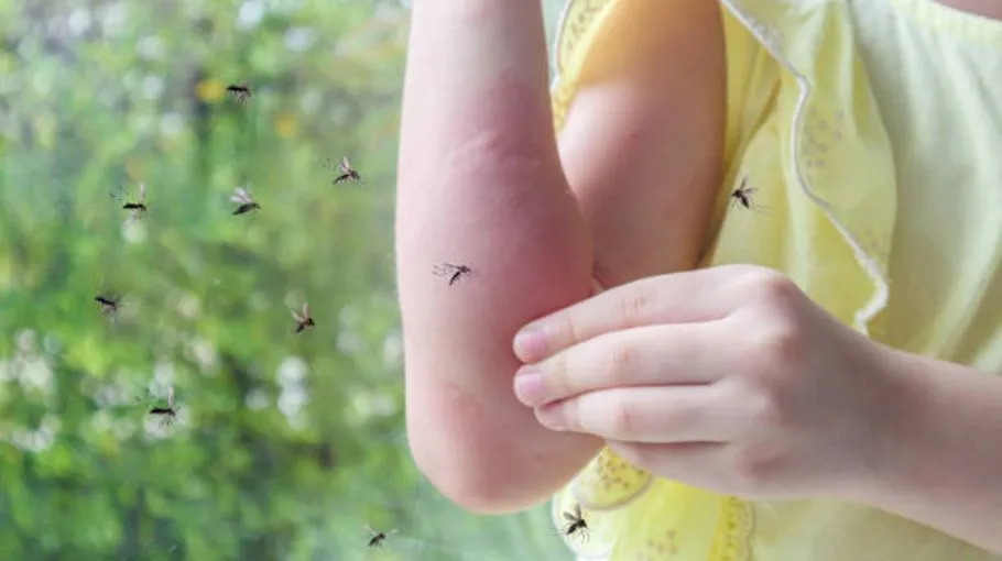 how to get rid of mosquitoes in backyard